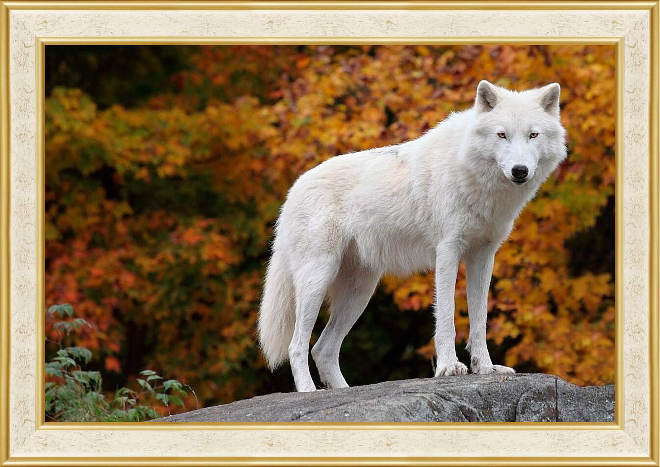 Картина в раме - Белый волк