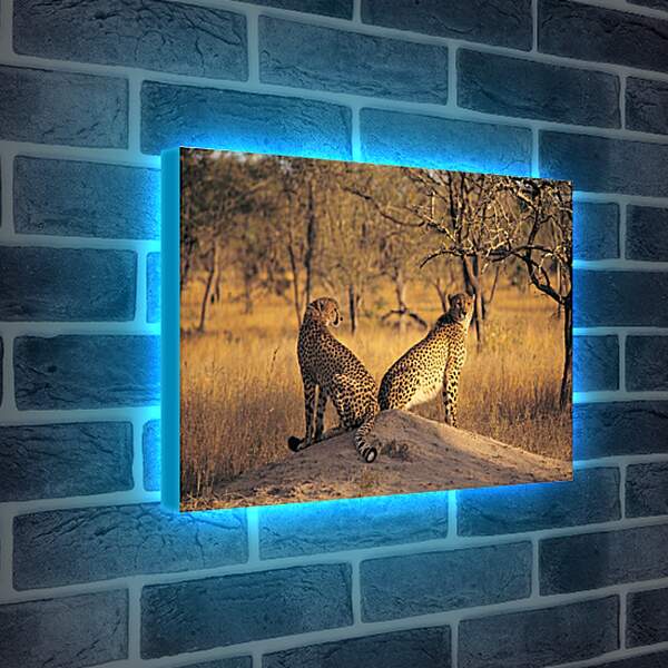 Лайтбокс световая панель - Гепарды