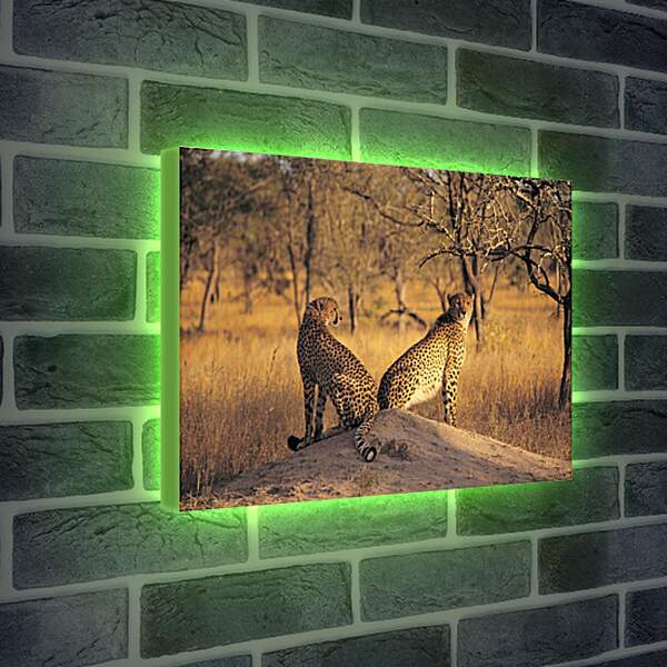Лайтбокс световая панель - Гепарды