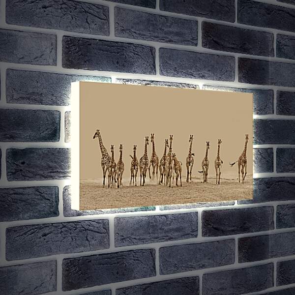 Лайтбокс световая панель - Жирафы