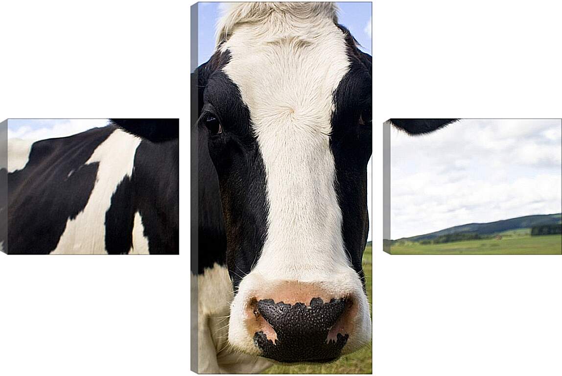 Модульная картина - Корова