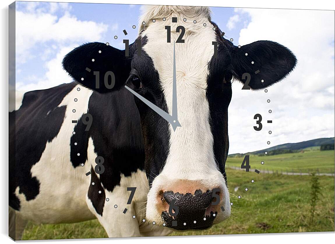 Часы картина - Корова