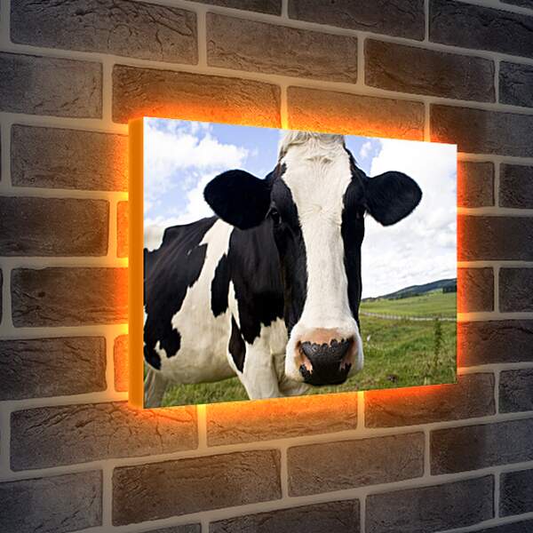 Лайтбокс световая панель - Корова