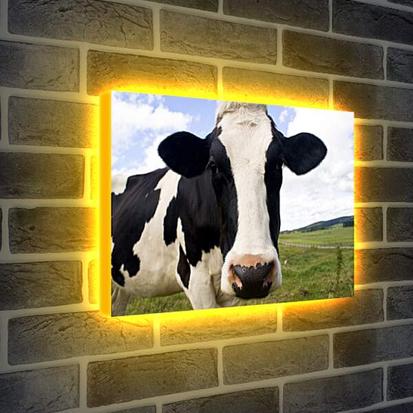 Лайтбокс световая панель - Корова