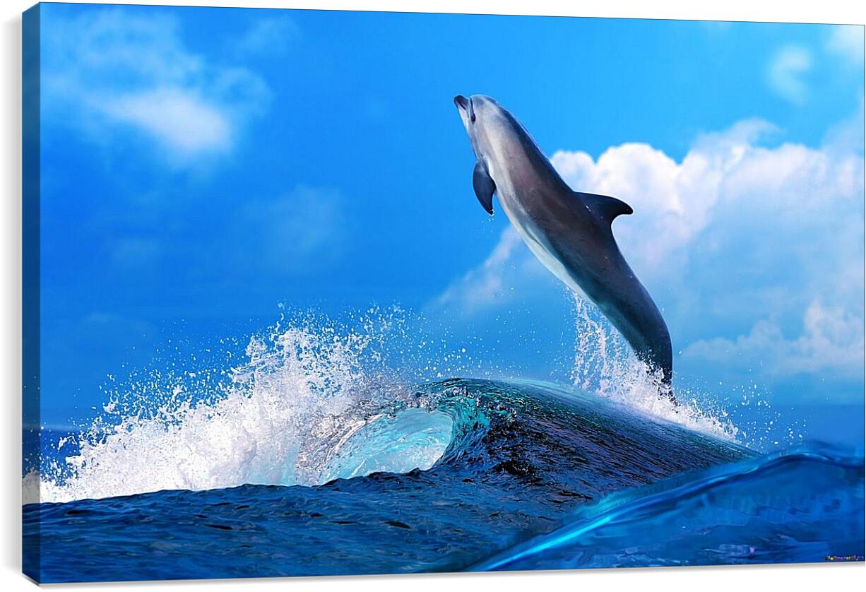 Постер и плакат - Дельфин