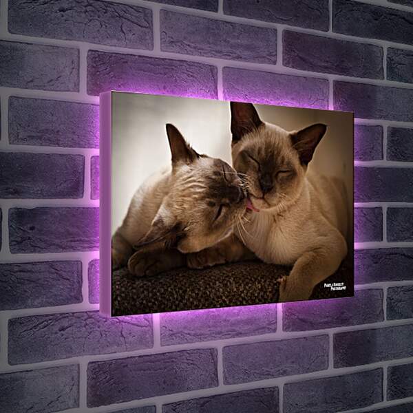 Лайтбокс световая панель - Сиамские коты