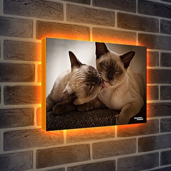 Лайтбокс световая панель - Сиамские коты