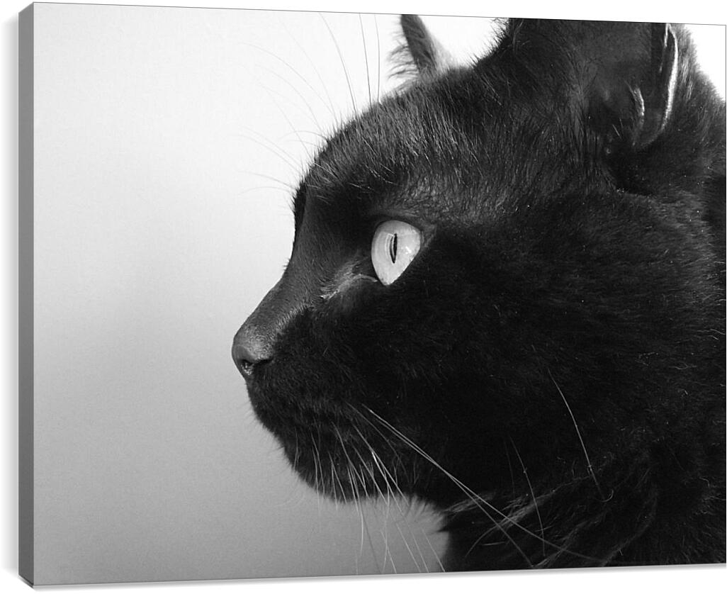 Постер и плакат - Черный кот