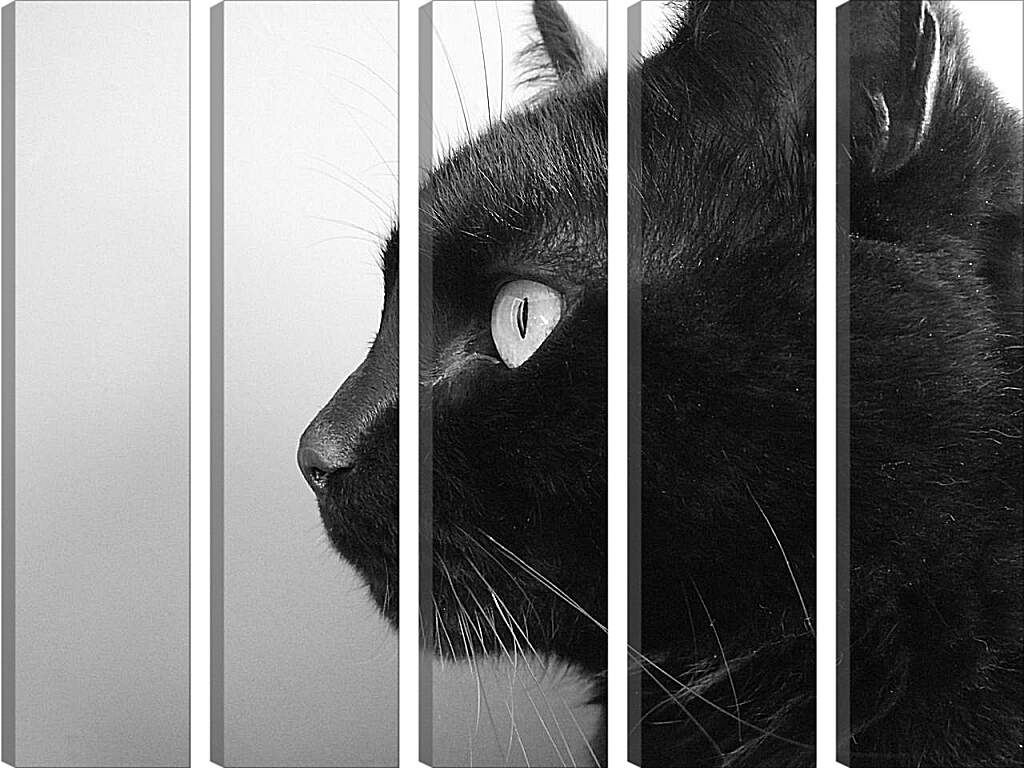 Модульная картина - Черный кот