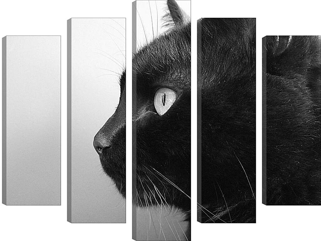 Модульная картина - Черный кот