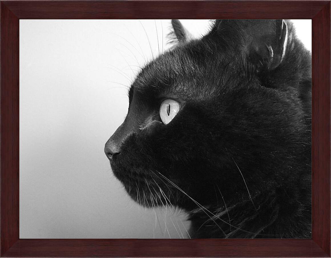 Картина в раме - Черный кот