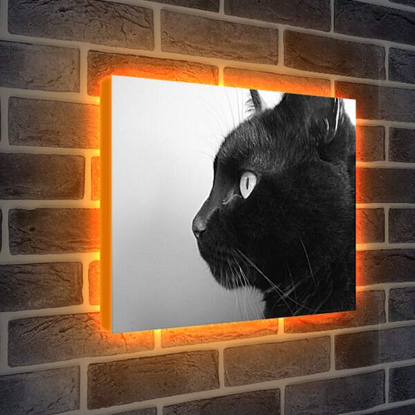 Лайтбокс световая панель - Черный кот