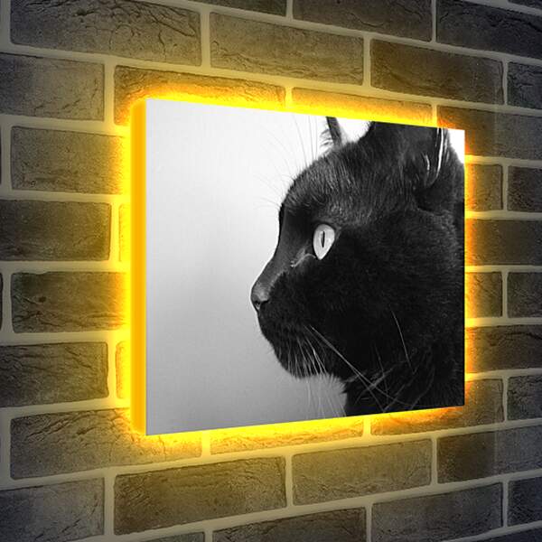 Лайтбокс световая панель - Черный кот