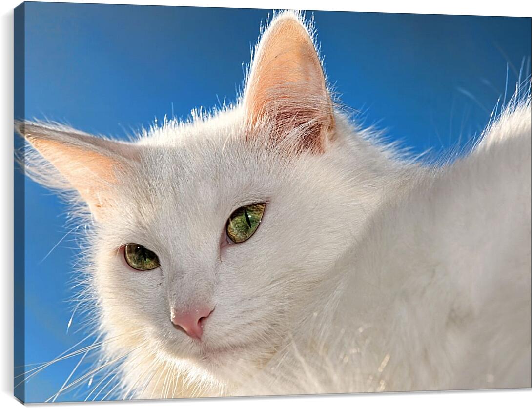 Постер и плакат - Белый кот