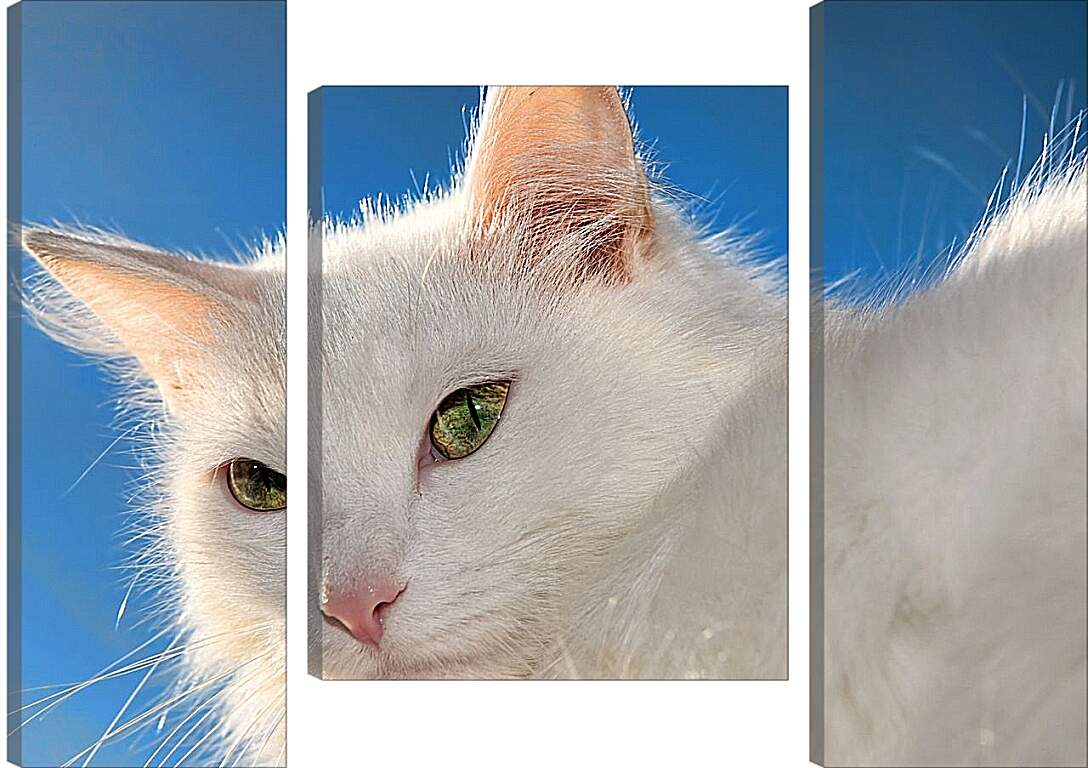 Модульная картина - Белый кот