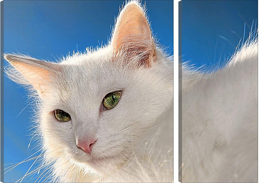 Модульная картина - Белый кот