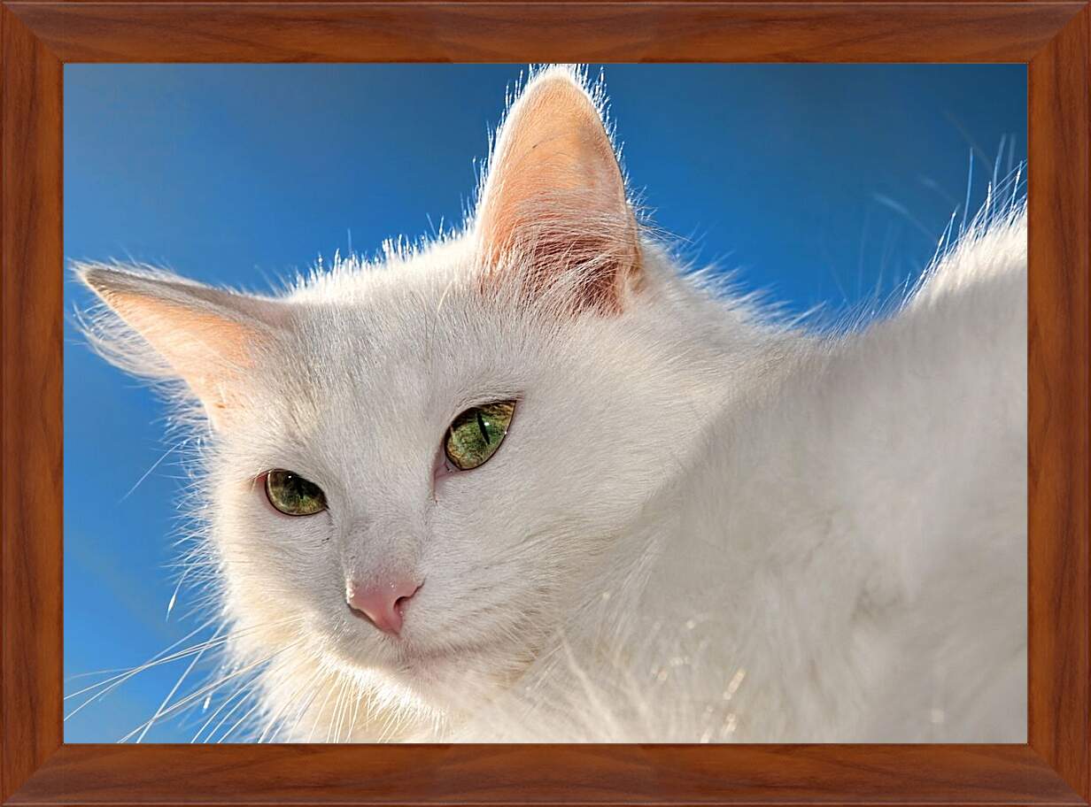 Картина в раме - Белый кот