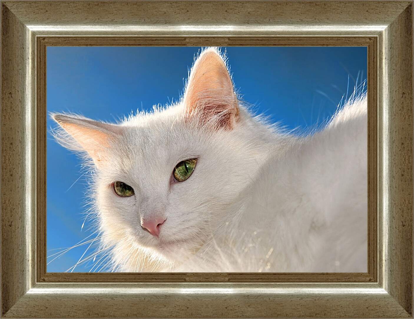 Картина в раме - Белый кот