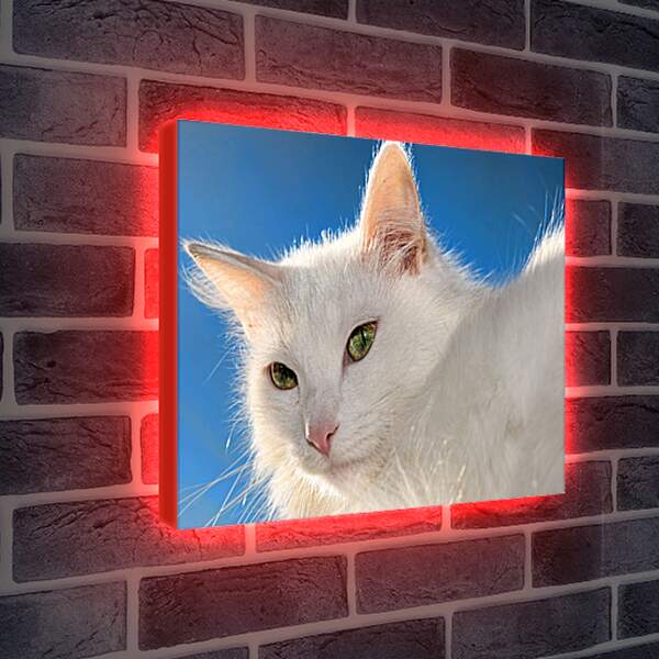 Лайтбокс световая панель - Белый кот