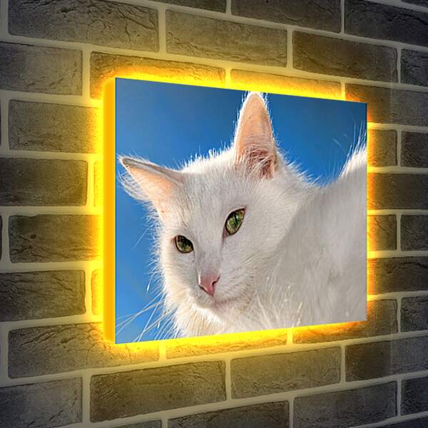 Лайтбокс световая панель - Белый кот