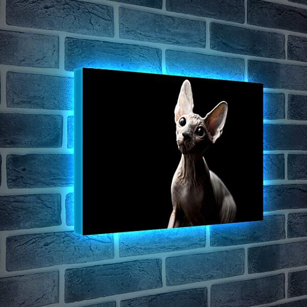 Лайтбокс световая панель - Кот на черном фоне