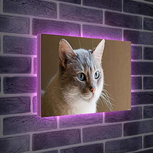 Лайтбокс световая панель - Кот