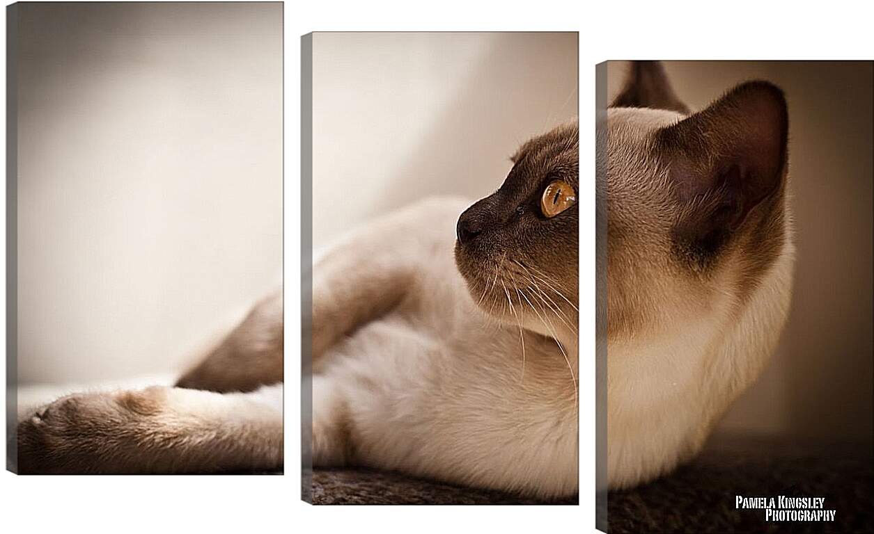 Модульная картина - Сиамский кот