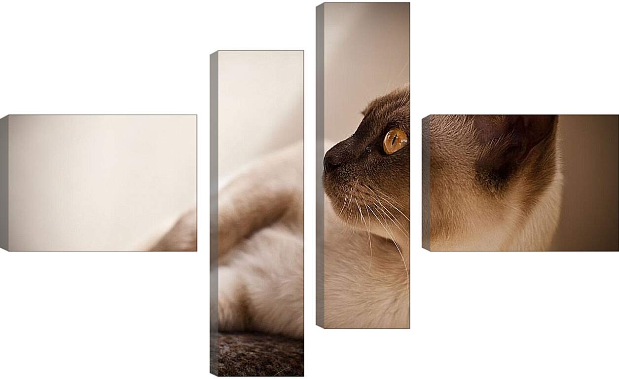 Модульная картина - Сиамский кот