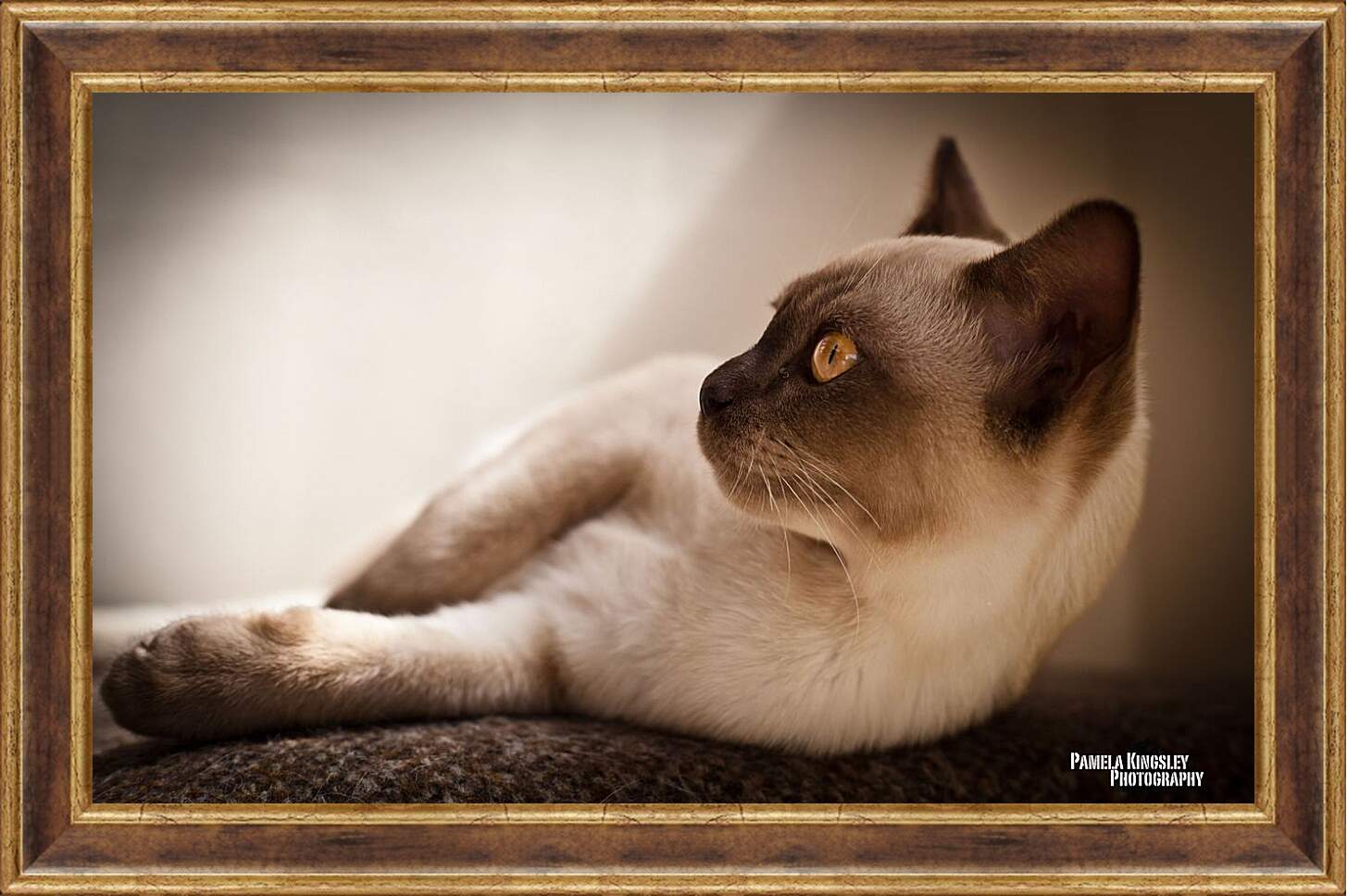 Картина в раме - Сиамский кот