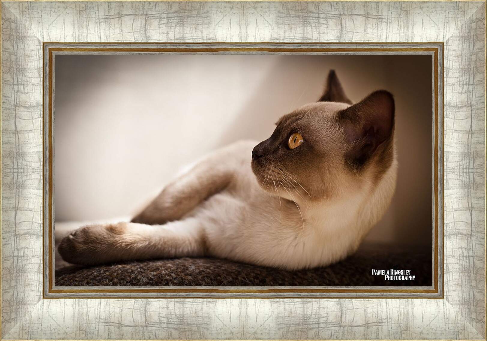 Картина в раме - Сиамский кот