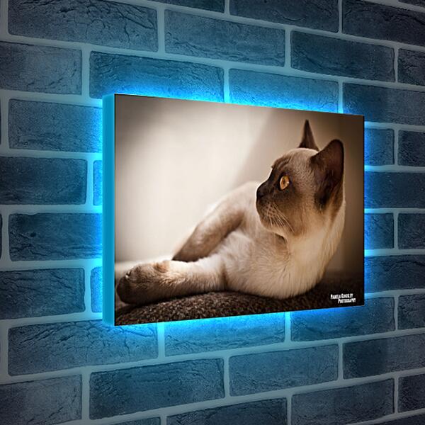 Лайтбокс световая панель - Сиамский кот
