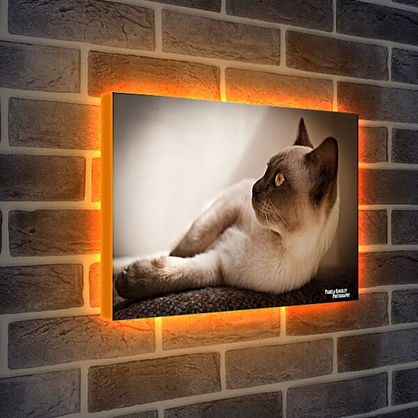 Лайтбокс световая панель - Сиамский кот