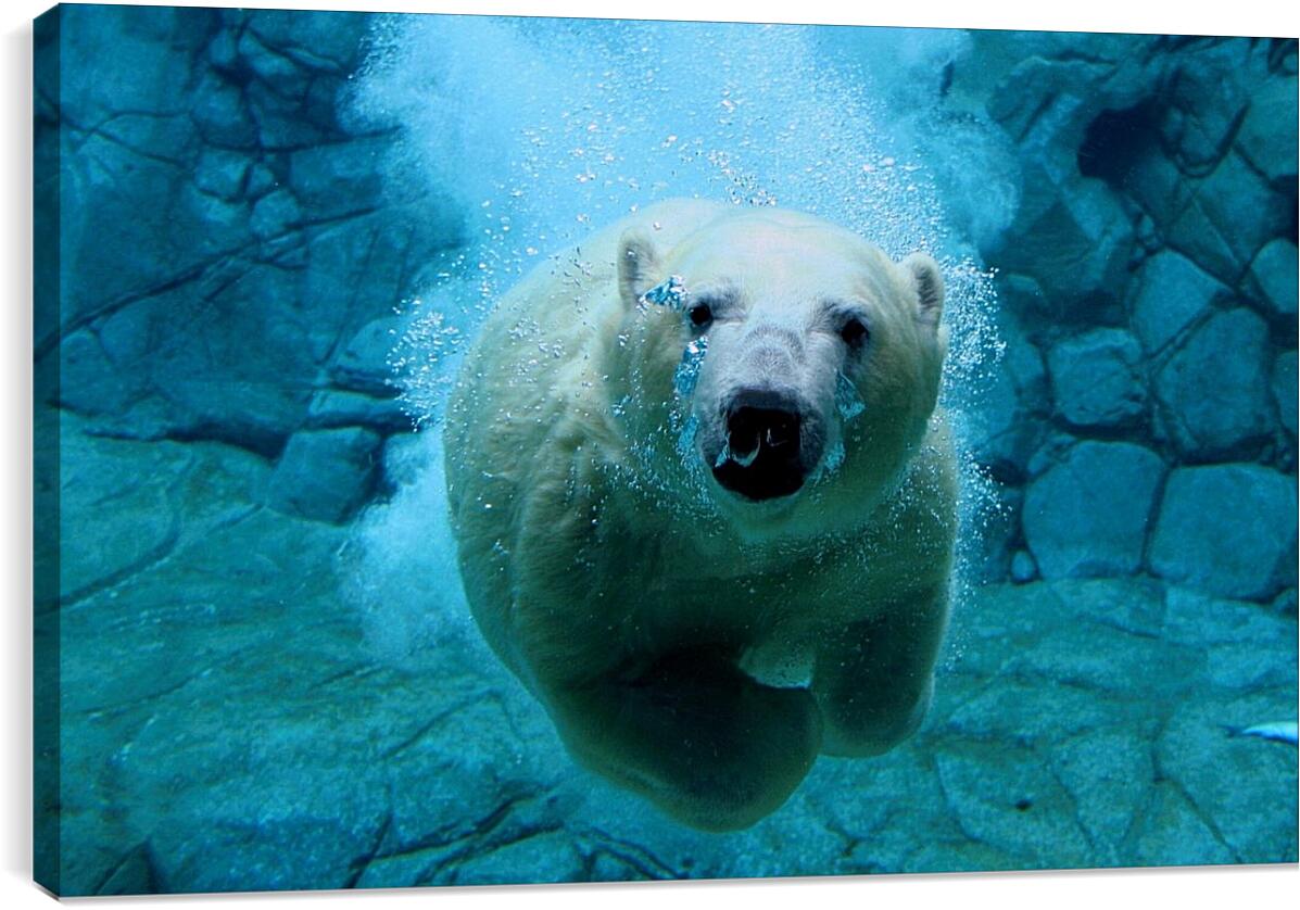Постер и плакат - Белый медведь в воде