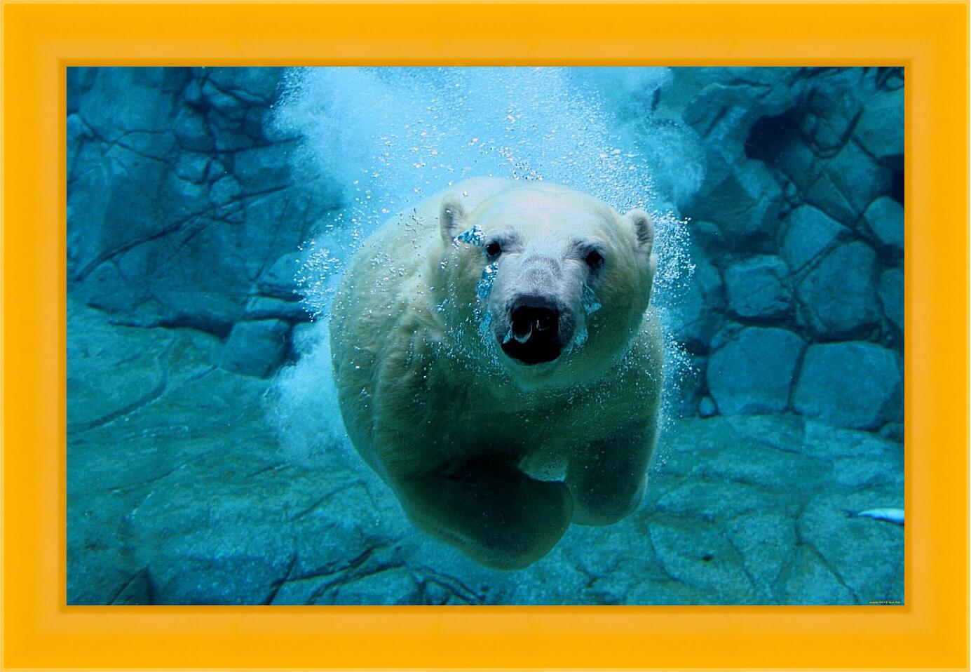 Картина в раме - Белый медведь в воде