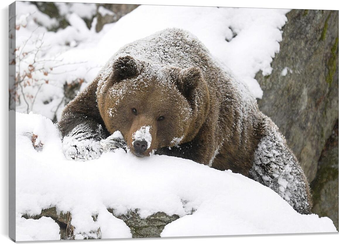 Постер и плакат - Медведь в снегу