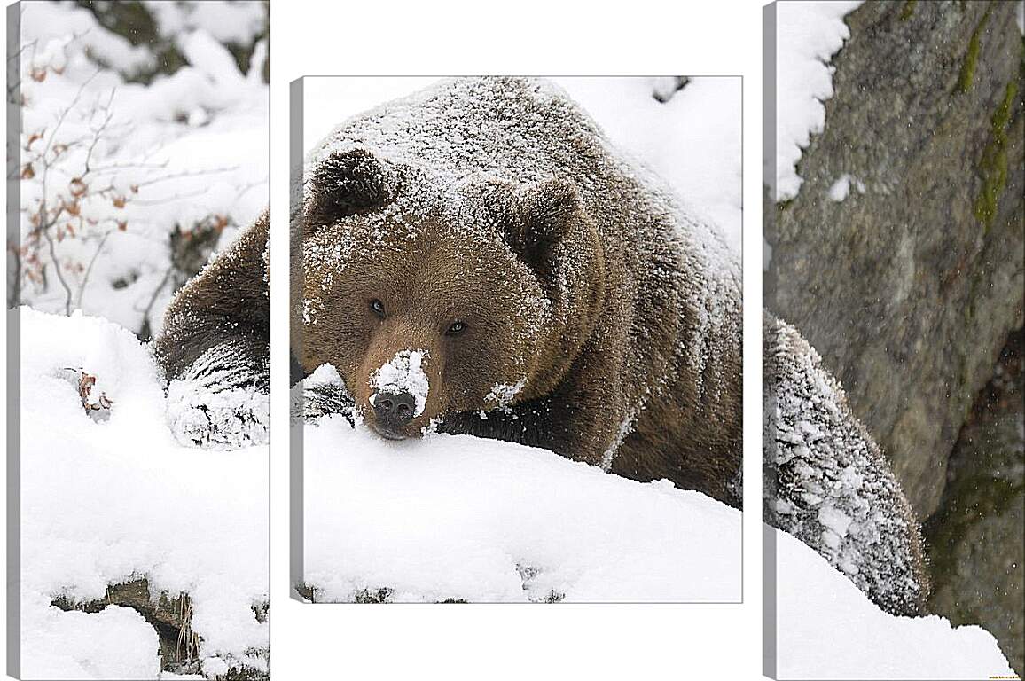 Модульная картина - Медведь в снегу