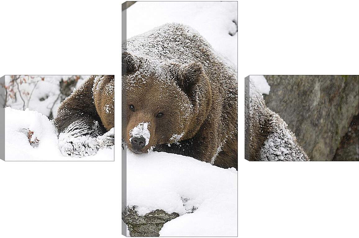 Модульная картина - Медведь в снегу