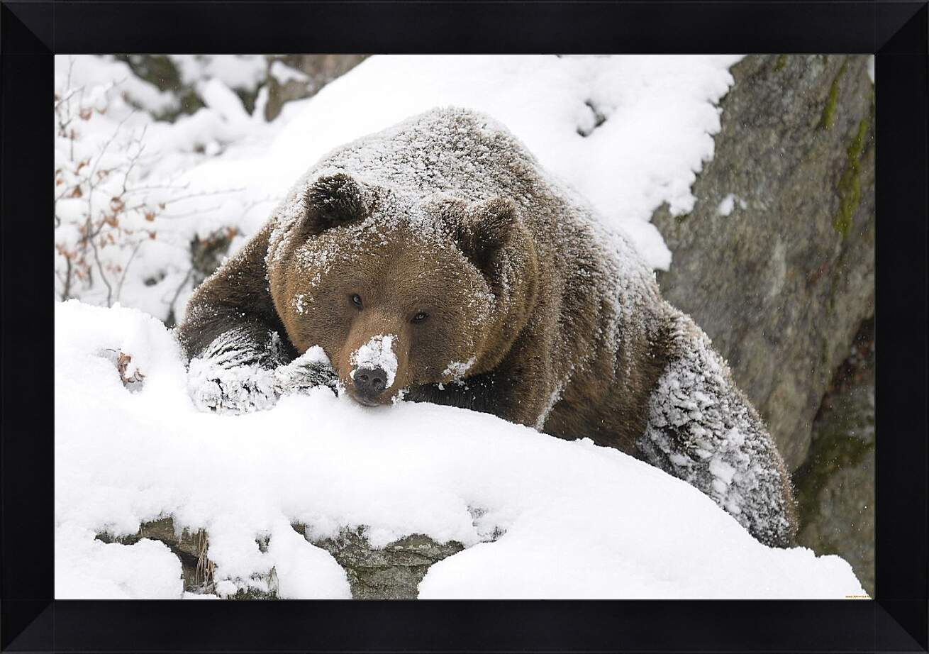 Картина в раме - Медведь в снегу