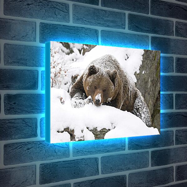 Лайтбокс световая панель - Медведь в снегу