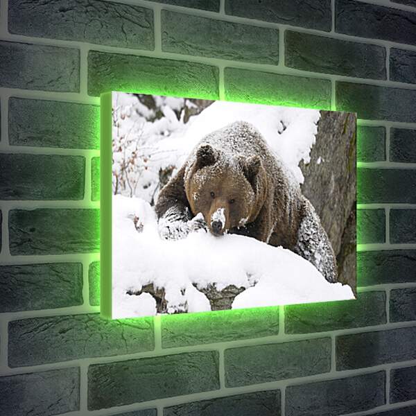 Лайтбокс световая панель - Медведь в снегу