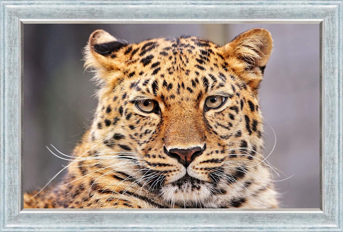 Картина в раме - Леопард