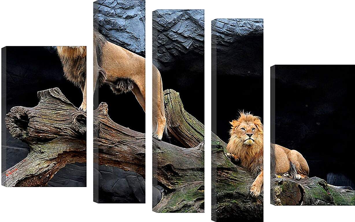 Модульная картина - Львы