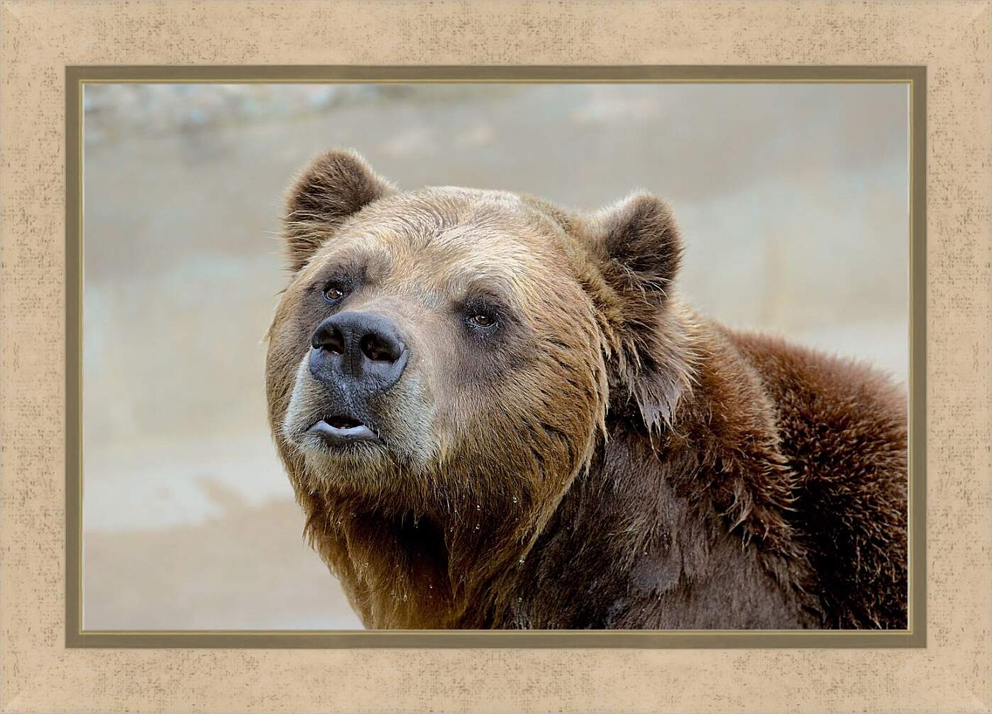 Картина в раме - Медведь