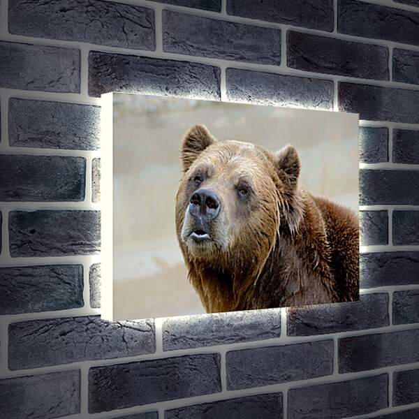Лайтбокс световая панель - Медведь