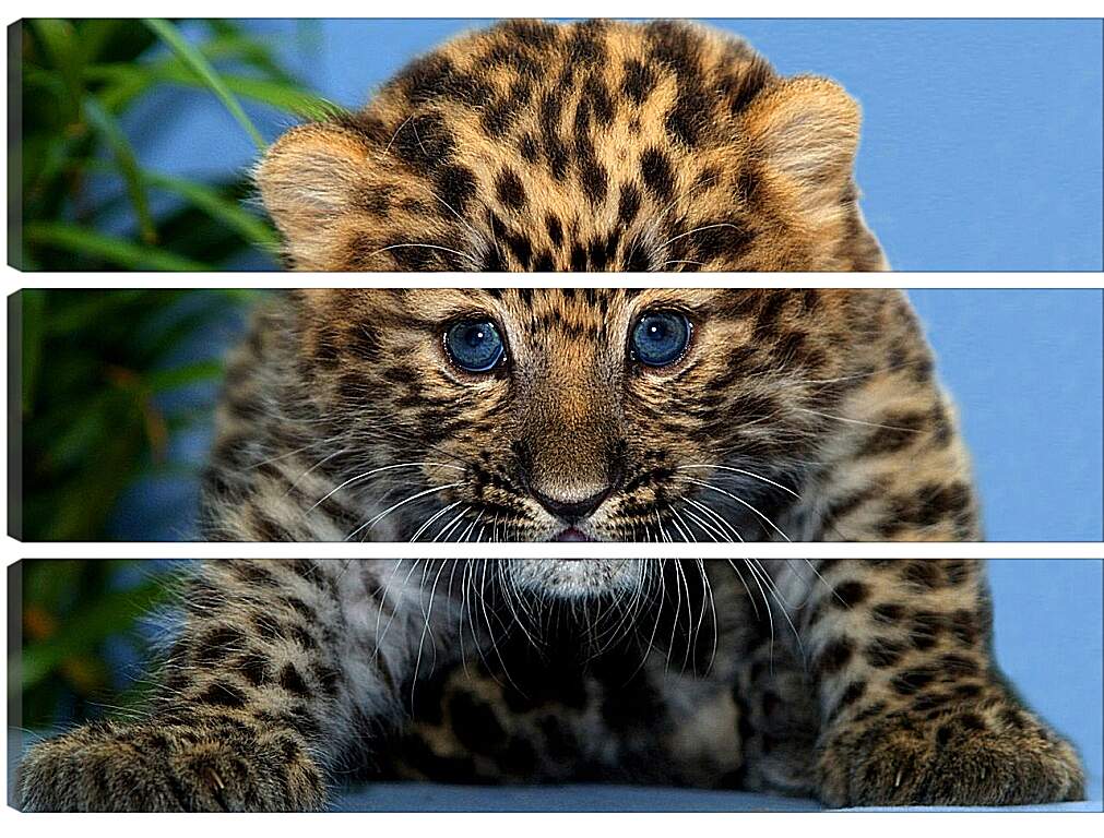 Модульная картина - Детеныш леопарда