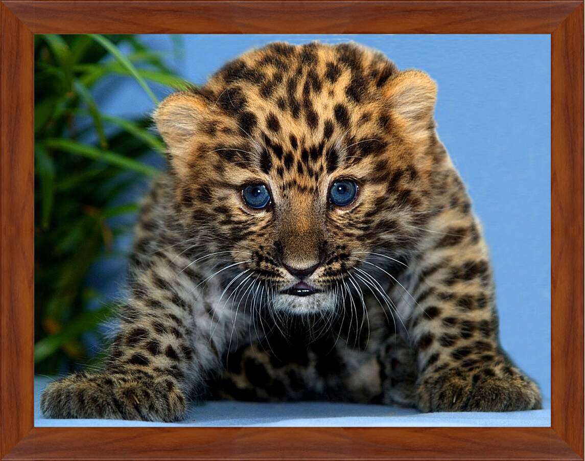 Картина в раме - Детеныш леопарда