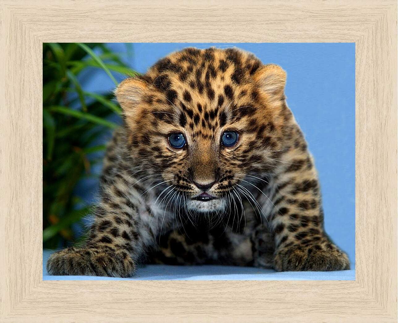 Картина в раме - Детеныш леопарда