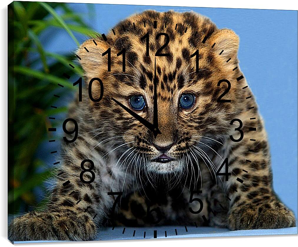 Часы картина - Детеныш леопарда