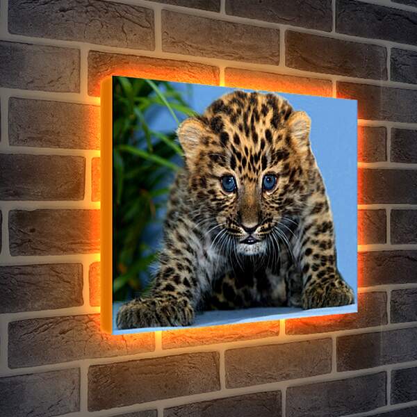 Лайтбокс световая панель - Детеныш леопарда