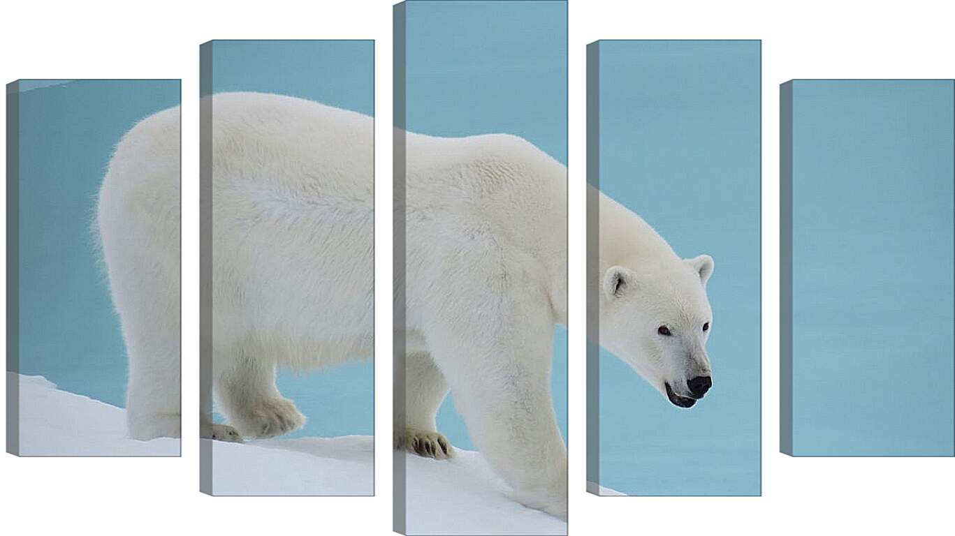 Модульная картина - Белый медведь